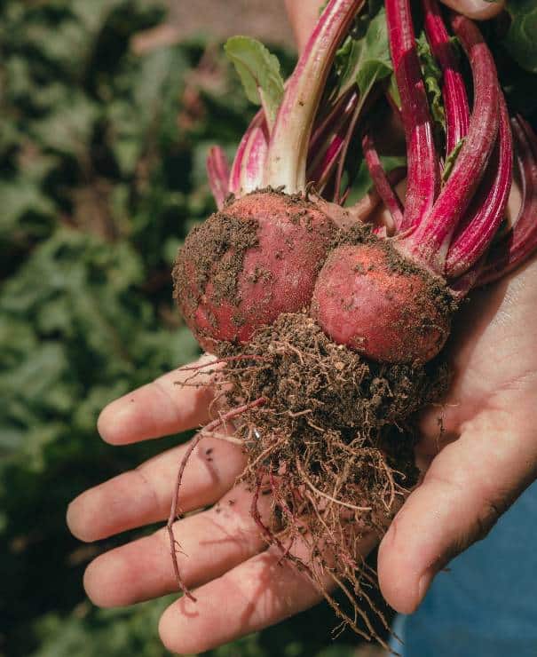 a hand holding 2 pieces of fresh harvested radish with green leaves in the background