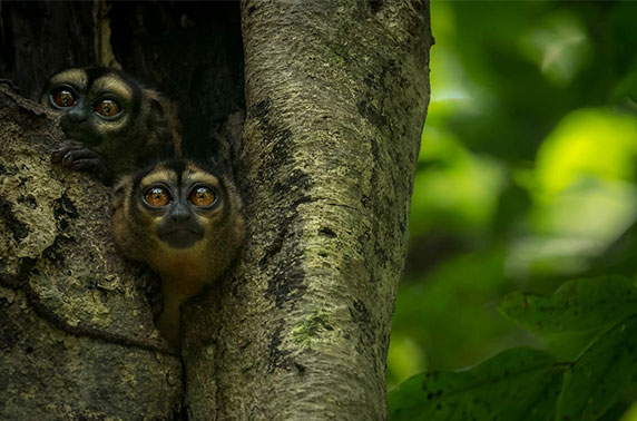 Two night monkeys hidden in an Amazon tree watching at the camera