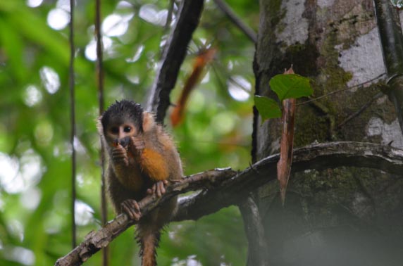 Cute monkey sitting on a branch of a tree in the jungle near the Tambopata research center
