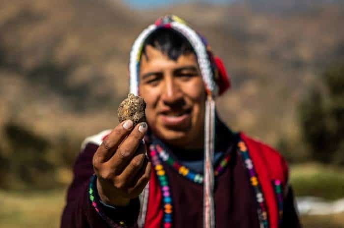 Man wearing a Peruvian traditional attire showing a fresh potato