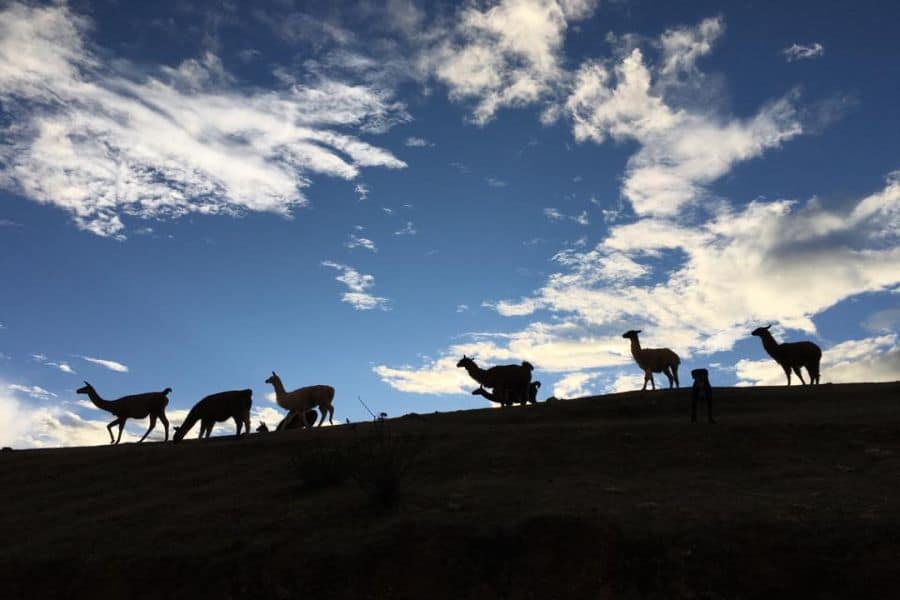 Llama herd of the Llama pack project, Llama Trek & Picnic