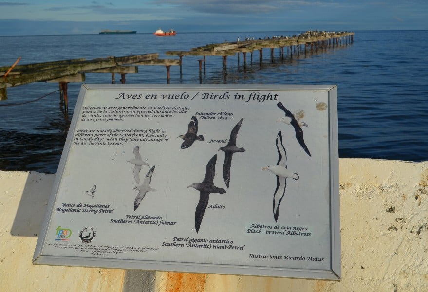 description of the different birds that can be seen during the Punta Arenas Walking Tour