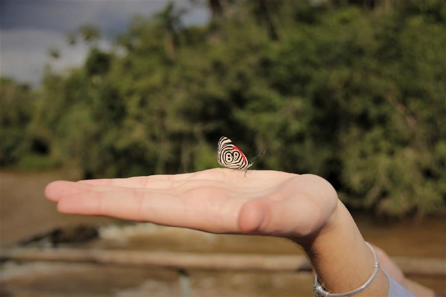 beautiful small butterfly landed on a hand infront of the jungle.