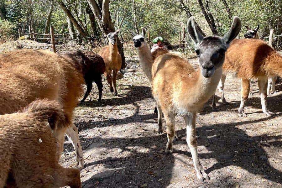 Llama herd of the Llama Pack Project, Llama Trek & Picnic