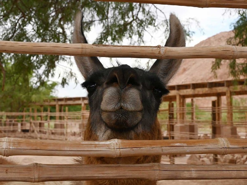 picture of a silly looking llama behind a fence