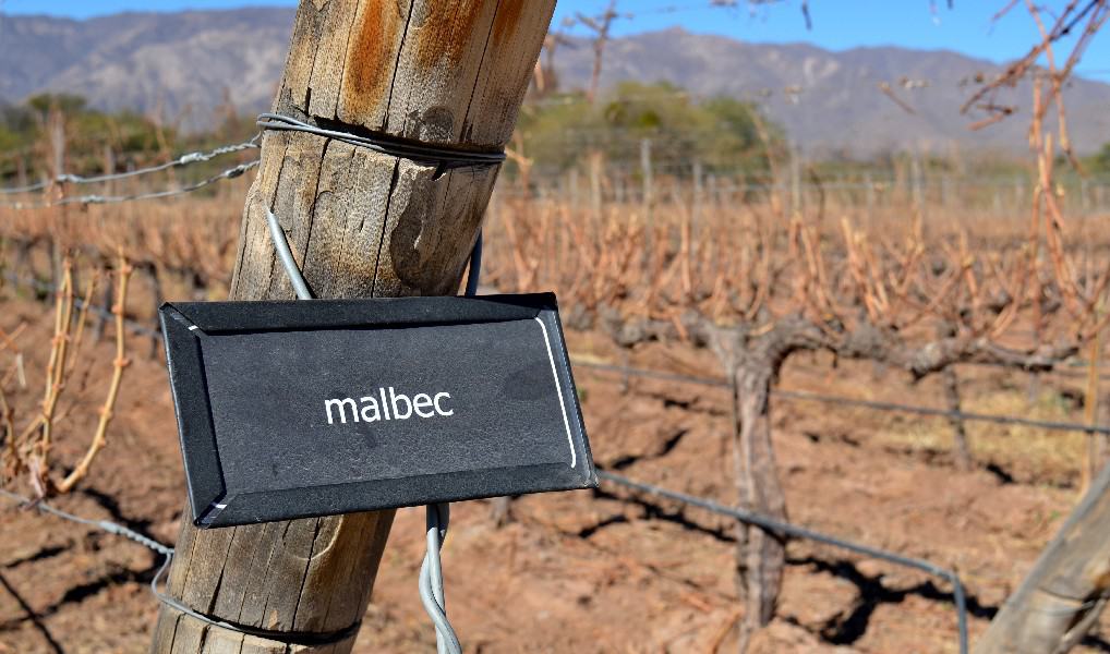 Capture the essence of Colomé Wines, where passion and craftsmanship meet. In this captivating picture, a black sign adorned with elegant white lettering proudly announces "Malbec." It stands tall amidst the lush green vineyards, symbolizing the exceptional quality and dedication that goes into crafting their renowned wines. The sign, a symbol of Colomé's commitment to excellence, serves as a gateway to a world of exquisite flavors and sensory delights. The vibrant colors and contrast in the image reflect the vibrancy and depth found within each bottle of Colomé Malbec, inviting wine enthusiasts to indulge in a truly remarkable experience.