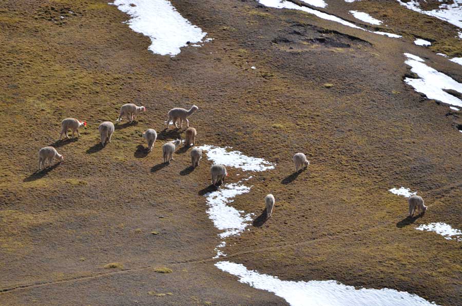Alpaca herd on the trek to Rainbow Mountain