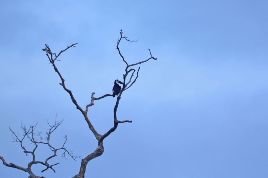 Toucan at Reserva Amazonica near Puerto Maldonado