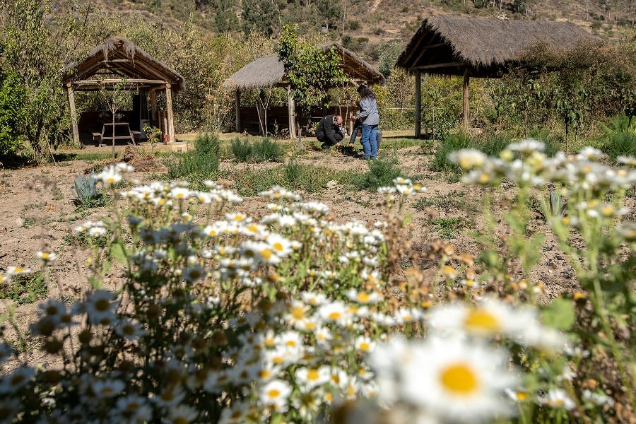 Herb Garden of Destileria Andina, Make your own Andean Spirit