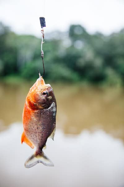 Piraña on a hook at the fishing excursion on the Amazon Aria Cruise.