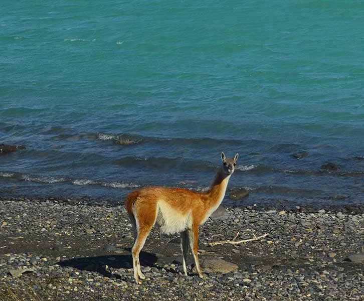 In this captivating picture, a graceful guanaco stands at the shores of Torres del Paine's Lago Grey. With the majestic lake as its backdrop, the guanaco exudes a sense of tranquility and harmony with its natural surroundings. The pristine waters of Lago Grey reflect the surrounding mountains and the vast blue sky above, creating a picturesque scene. This snapshot captures the essence of wildlife in its natural habitat, showcasing the unique and diverse fauna that thrives in the magnificent Torres del Paine National Park.