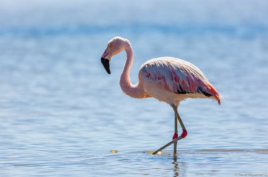 The image shows a pink Flamingo standing in a lake.