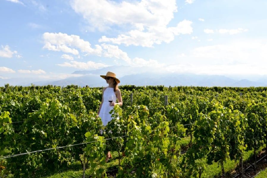 Lady in a hat stands in a vinyard in between the green vine lanes and blue skys above