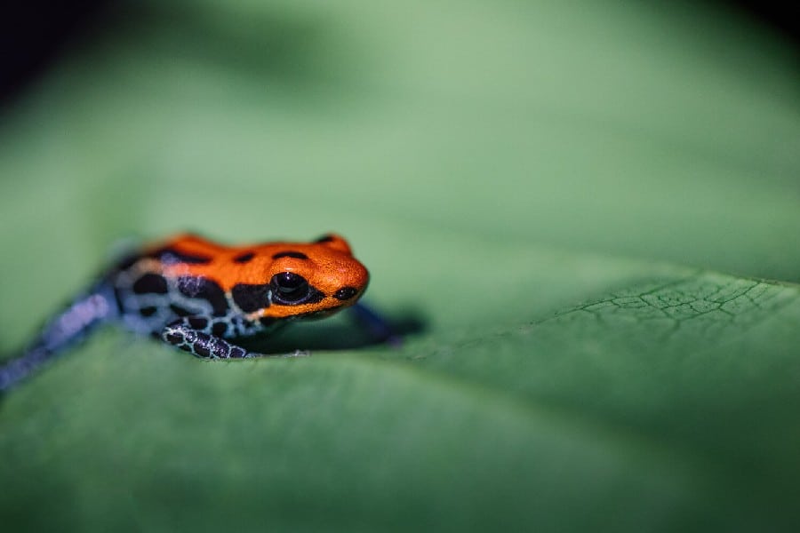 Poisonous colourful frog that can be seen from a save distance on one of the excursions of the Amazon Aria cruise.