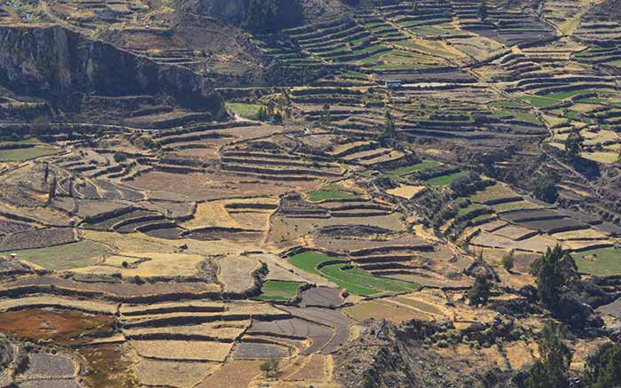 Top 8 Things To Do in Arequipa - Colorful pre-Inca terraces in the Colca Valley