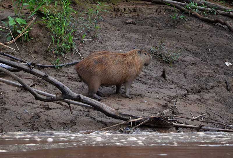 Capybara (Ronsoco) on the river shores en-route to Tambopata Research Center (TRC)