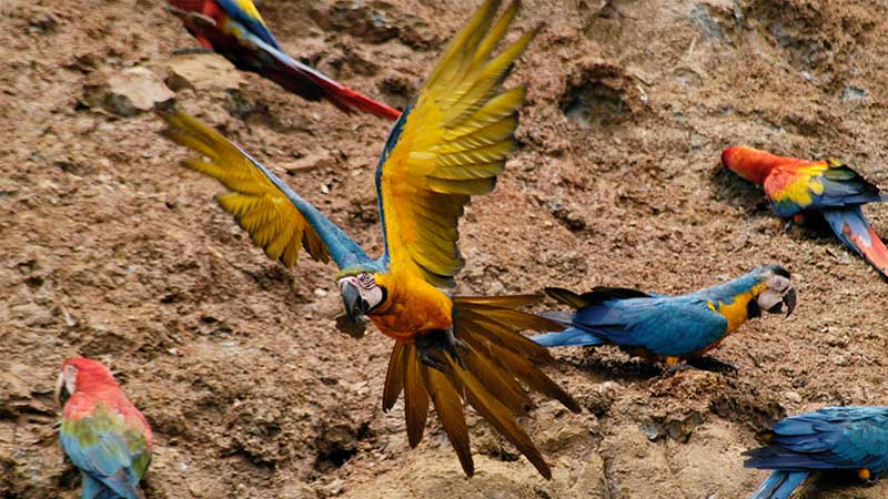 Different species of macaws flying and feeding on the Colorado clay lick close to Tambopata Research Center (TRC)