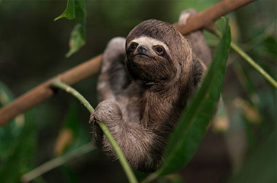 Amazon Sloth Amazon Wildlife
