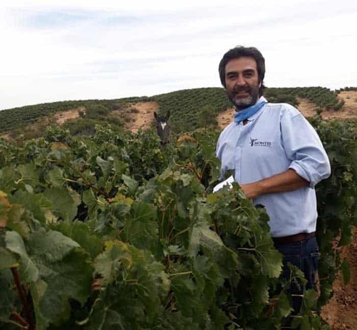 Santiago's Vineyards - Cristobal winemaker at Montes winery - Colchagua Valley