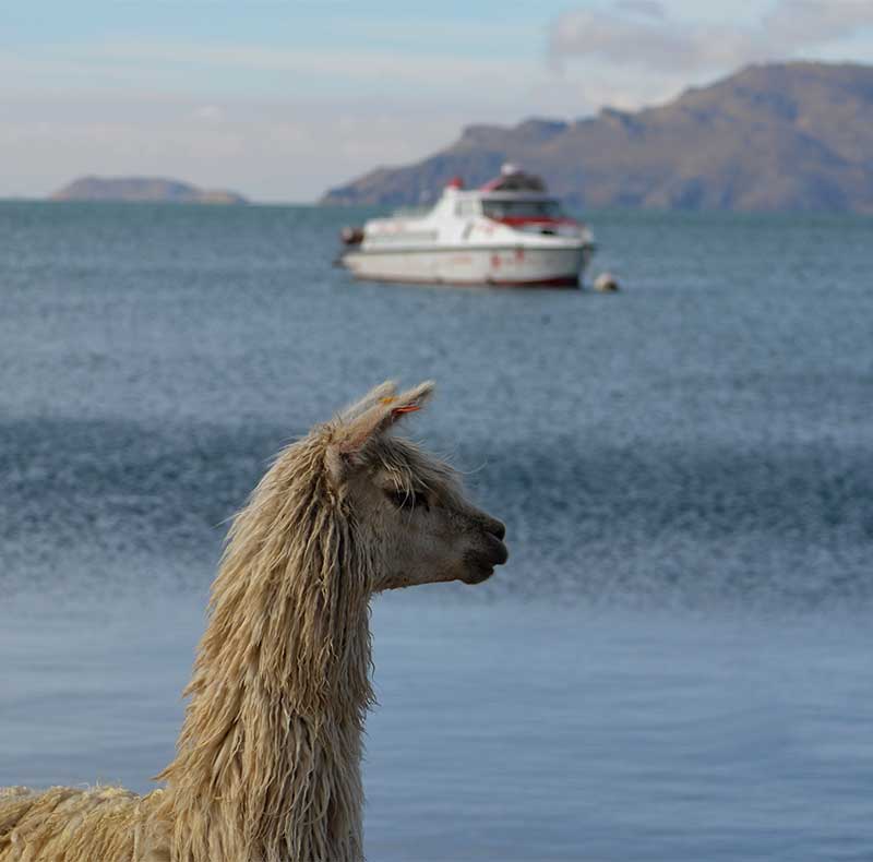 Llama on Sun Island overlooking Lake Titicaca and a sailing catamaran