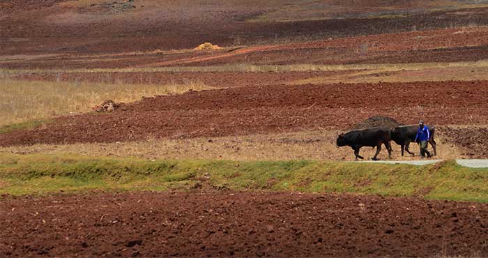 Farmer with a bull plowing in the surroundings of Huaypo Lake in the Sacred Valley of Cusco