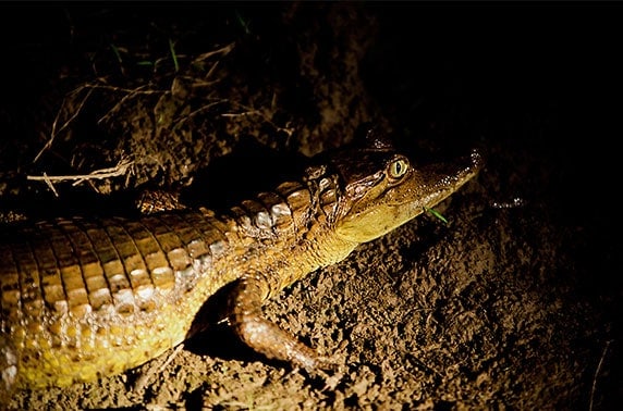 Close up of caiman in the Peruvian Amazon