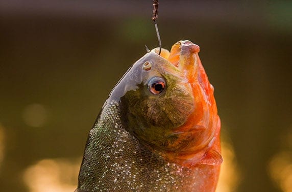 Caught piranha in the Peruvian Amazon