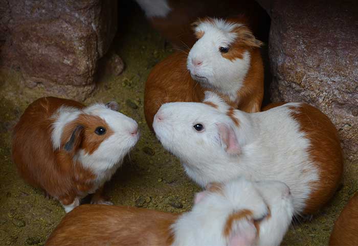 Guinea pigs at Pisaq Market