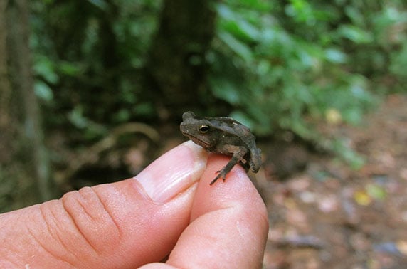 Mini frog hold by a explorer in the Northern Peruvian Amazon
