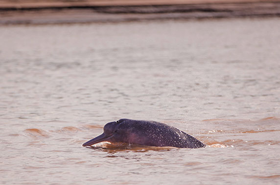 Pink dolphin swiming in a river in the Peruvian Amazon
