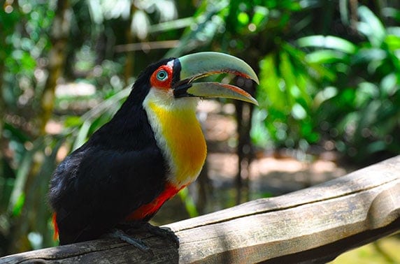 Toucan in the Northern Peruvian Amazon