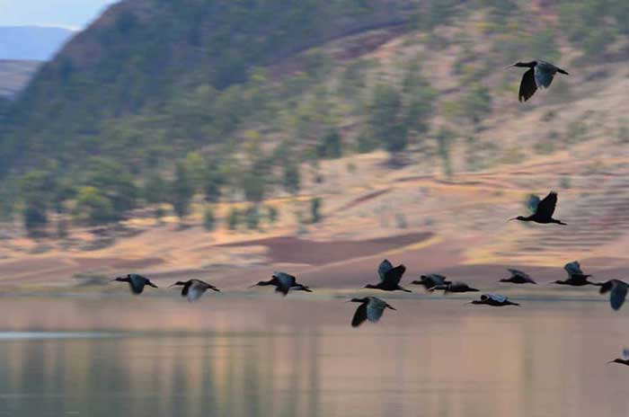 Flock of black ibises at Huaypo Lake in the Sacred Valley