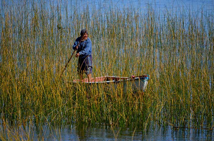 Titicaca & Puno - fisherman rowing among the reed banks in the surroundings of Luquina 