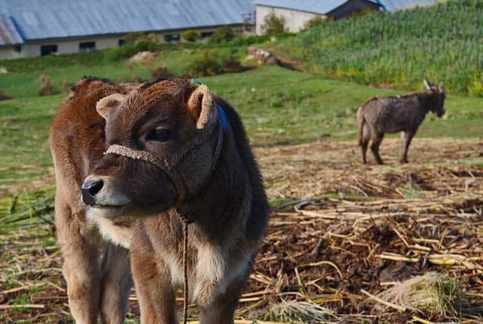 Baby cow and donkey in Luquina on a pristine corner of Titicaca Lake