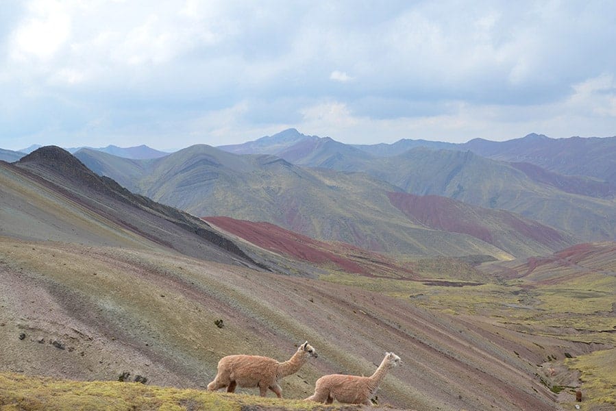 Llamas running with colorful mountains as backdrop along the Palcoyo Trek