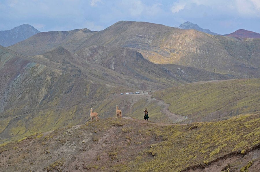 Shepherd and grazing llamas along Palcoyo Trek