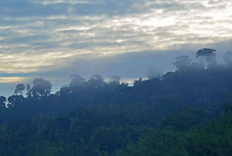 Cloudy Peruvian rainforest in the Tambopata National Reserve