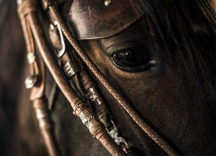 Close up of a Peruvian Paso horse at the stable of Sol y Luna Hotel in the Sacred Valley