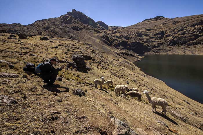 Tourist bending down to take close up pictures of alpacas in Azul Qocha Lagoon, Potato Park Cusco