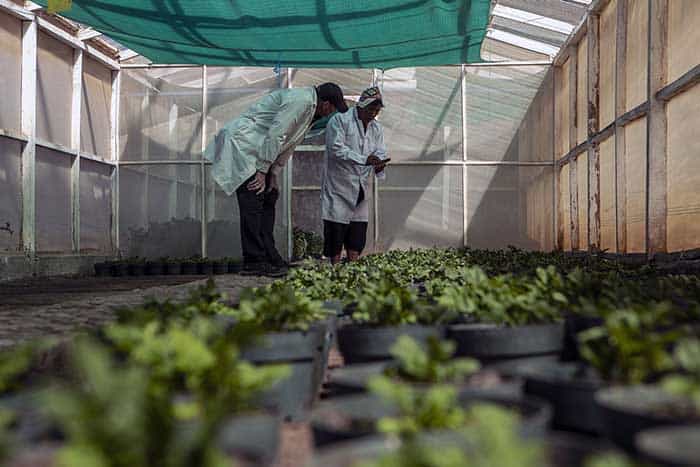 Tourist with a member of Paru Paru community in the Potato Park explaining in a greenhouse climate conditions for potatos