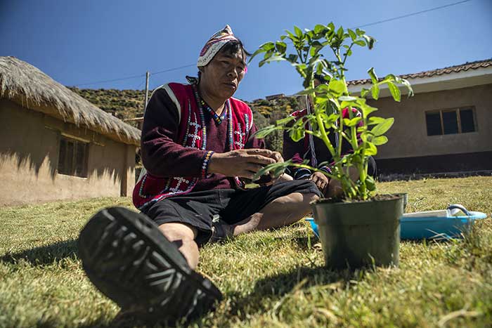 Member of the community of Paru Paru explaining about the different sorts avaialble in the Potato Park, Cusco