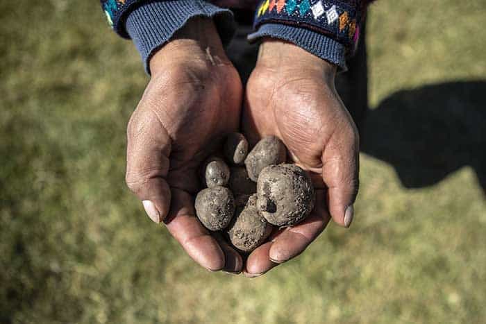 Hands holding fresh potatoes 