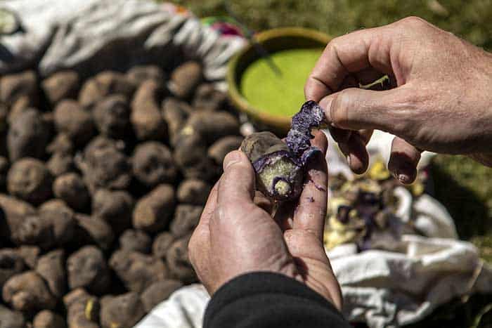 Hands peeling a purple potato during a tasting in the Potato Park, Cusco
