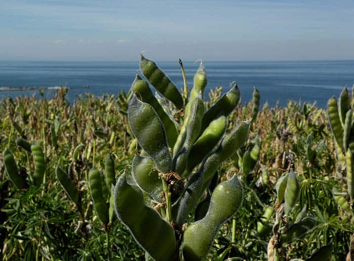 Fava beans in Luquina on the pristine shores of Lake Titicaca Puno