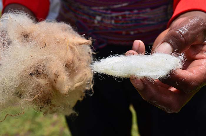 Lake Titicaca & Puno - a traditional weaver on Taquile island showing the fiber obtained from sheep wool for textiles