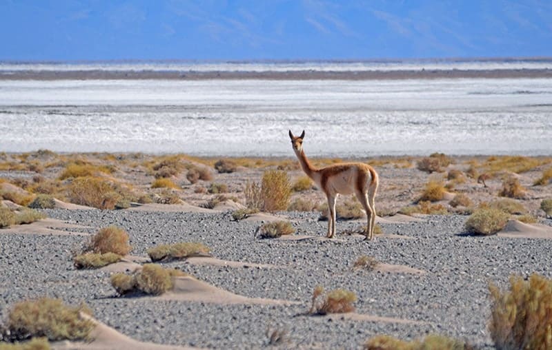 Vicuna with the salt flats of Salinas Grandes as backdrop in Argentina's Puna