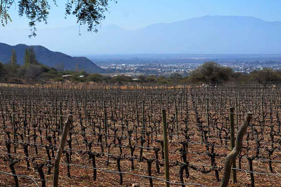 Salta Argentina - Vineyard with views over Cafayate - Calchaquies Valley