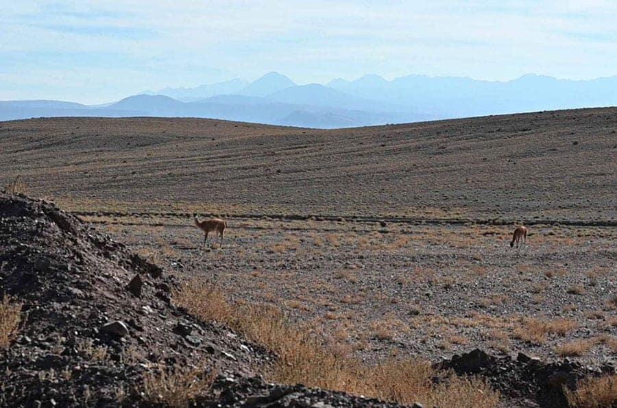 Lamas grazing with the Domeyko Mountain Range as backdrop in San Pedro de Atacama