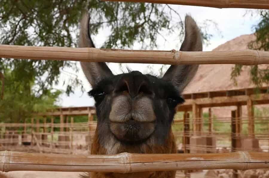 Close-up of llama at Alto Atacama Hotel & Spa in San Pedro de Atacama