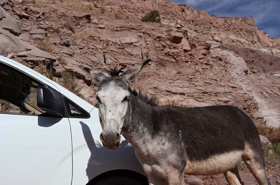 A curious 'Catalan' donkey on our way. This old breed comes originally from Spain